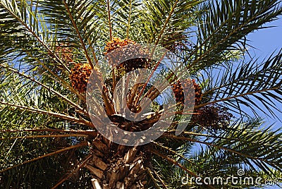 Bottom palm tree view with flowers on the blue sky Stock Photo