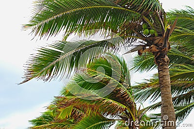 Palm tree at the hurricane, Blur leaf cause windy and heavy rain. Stock Photo