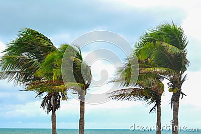 Palm tree at hurricane windstorm. Strong wind make palm leaf heavy blow follow wind direction Stock Photo