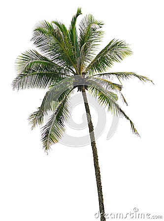 Palm tree isolated Stock Photo