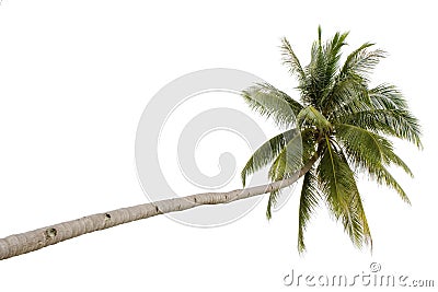 Palm tree isolated Stock Photo