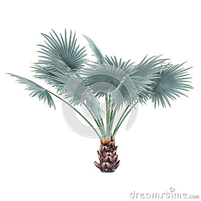 Palm tree isolated. Bismarckia Nobilis Stock Photo