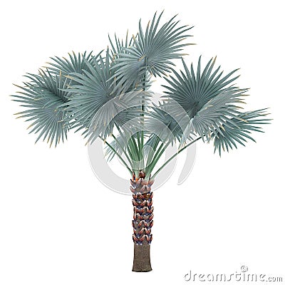 Palm tree isolated. Bismarckia Nobilis Stock Photo