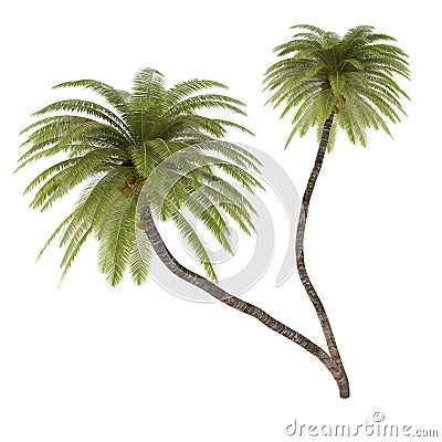 Palm tree isolated. Cocos Nucifera Stock Photo
