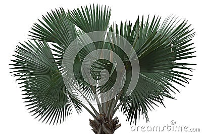 Palm tree isolated stan alone Stock Photo