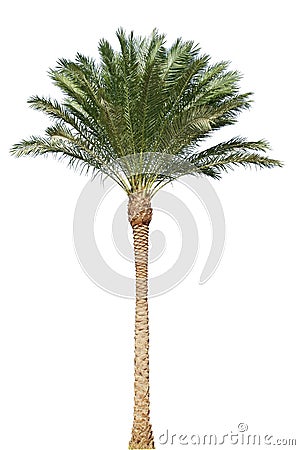 Palm tree isolated Stock Photo