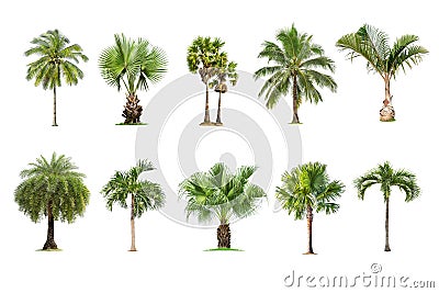 Palm tree isolated on white background ,The collection of Palm trees. Large trees database Botanical garden organization elements Stock Photo