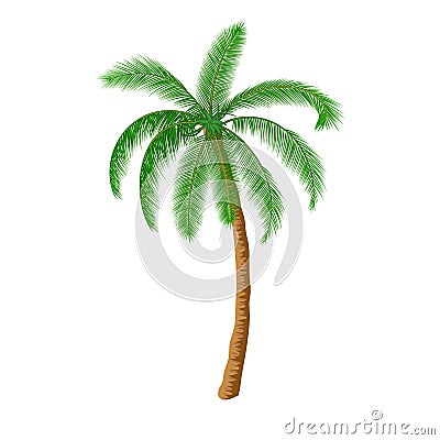 A palm tree Vector Illustration