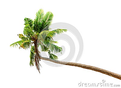 Palm tree isolated on white background Stock Photo