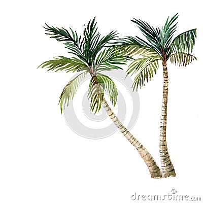 Palm tree isolated on white background. watercolor Cartoon Illustration