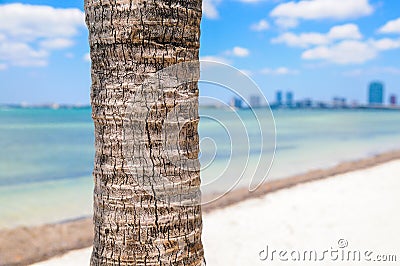 Palm Tree in Key Biscayne Stock Photo