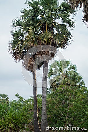 Cambodian Palm Tree or Derm Tnot Stock Photo