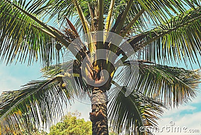 Maui - Coconut Palm Stock Photo