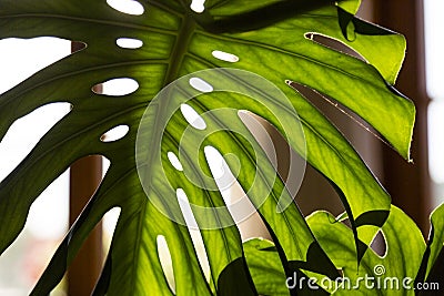 Palm tree leaf Stock Photo