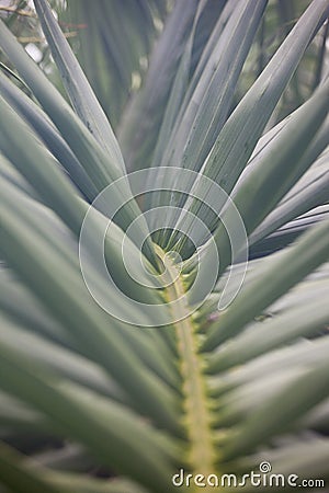 Palm tree leaf midrib sight close up Stock Photo