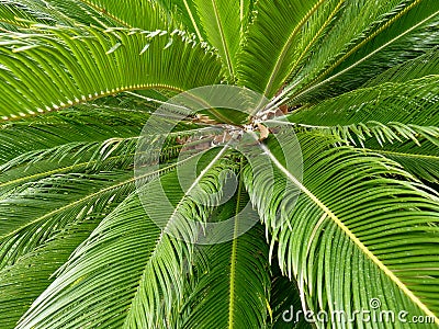 Palm tree leaves Stock Photo