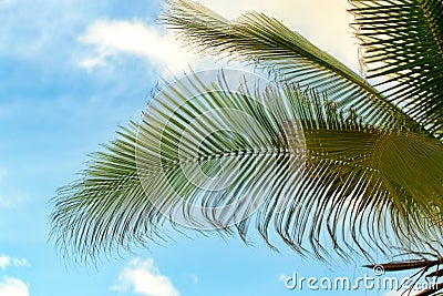 Palm tree leaves against the blue sky Stock Photo