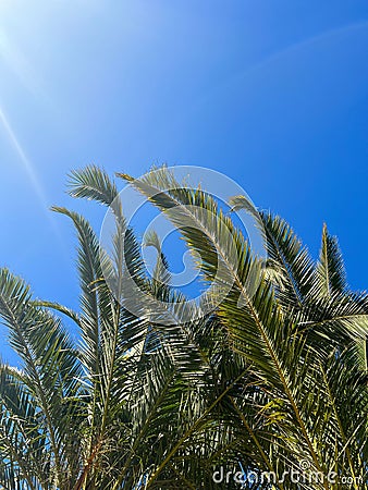 palm tree leaves caption from below caribbean tree with blue sky Stock Photo