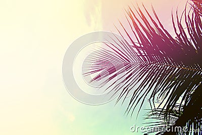 Palm tree leaves on sky background. Palm leaf over sky. Pink and yellow toned photo. Stock Photo