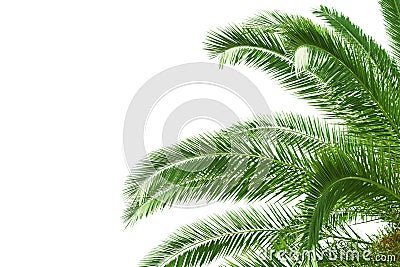 Palm tree leaves Stock Photo