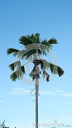 a palm tree in the middle of a field Stock Photo