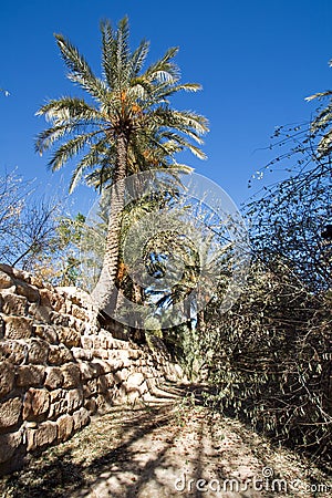 Palm Tree in Oasis Stock Photo