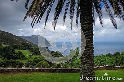 Palm tree, Ocean and cliffs in Galicia, Spain Stock Photo