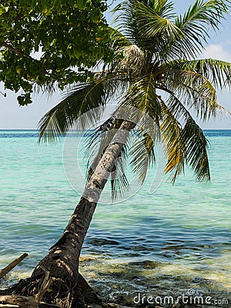 Palm tree on the ocean, turquoise water, light clouds in the sky above the horizon line. Maldives, Indian Ocean Stock Photo