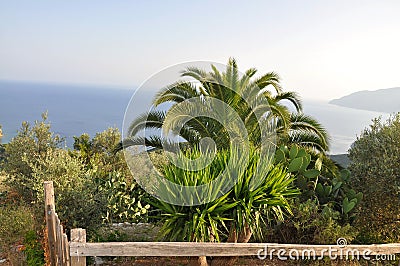 Palm tree and other flora in Greece, mediterranean flora. Stock Photo