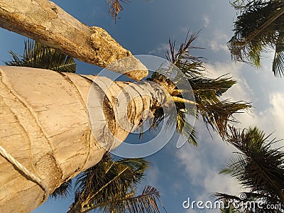 Palm Tree Stock Photo