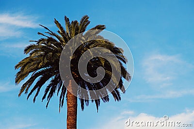 Palm tree in the park Stock Photo