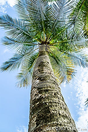Palm tree perspective from below Stock Photo