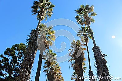 Palm Tree Stock Photo