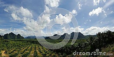 Palm tree plantation Stock Photo