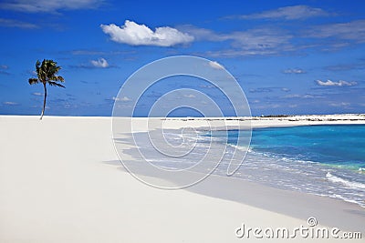 Palm tree and sandy beach Stock Photo