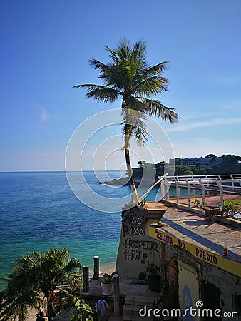 Palm tree and the sea Editorial Stock Photo