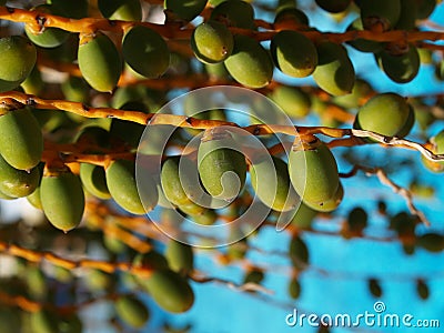 Palm-tree seeds Stock Photo