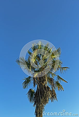 Palm Tree Stock Photo