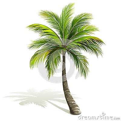 Palm Tree Vector Illustration