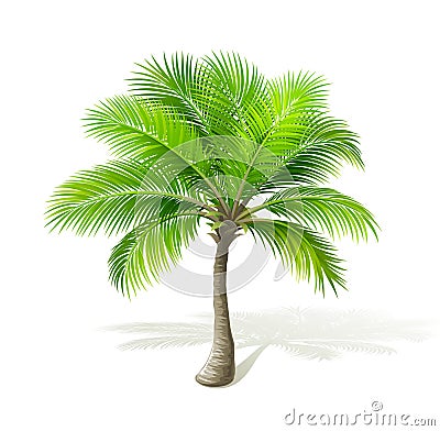 Palm tree Vector Illustration