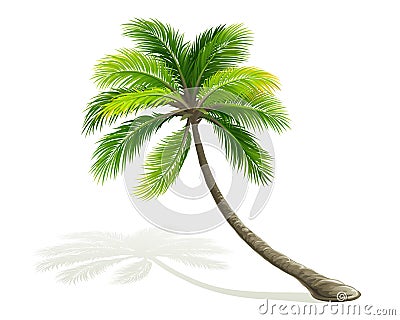 Palm tree Vector Illustration