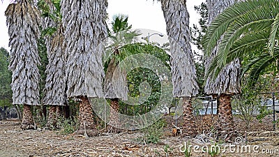 Palm Tree shredded nicely displaying pattern Stock Photo
