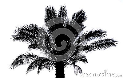 Palm tree silhouette Stock Photo