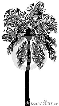 Palm Tree Silhouette Vector Illustration