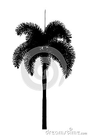 Palm tree silhouette Ornamental plants beautiful on white backgroundhand number two symbols showing on white background Stock Photo