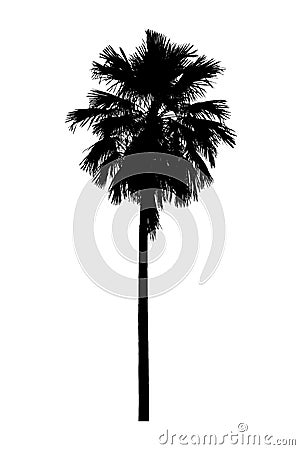 Palm tree silhouette Ornamental plants beautiful on white background Stock Photo