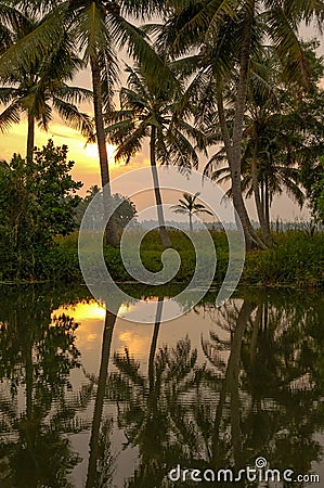 Palm tree silhouettes reflected in water at sunset, Kerala, India. Stock Photo