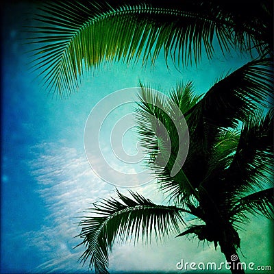 Palm tree silhouettes Stock Photo