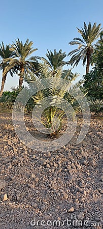This is the palm tree smells good this is the palm tree's sweet hue Stock Photo