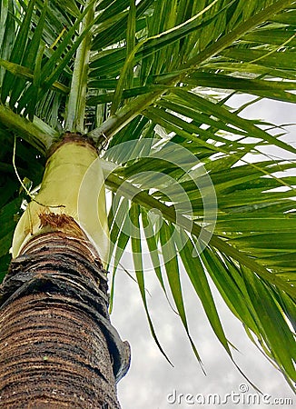 Palm tree Stock Photo